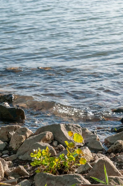 yaz gün batımında nehir tarafından taş ve bitkiler