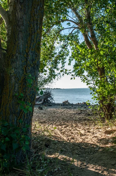 Folyó, strand és fák a nyári estéken — Stock Fotó