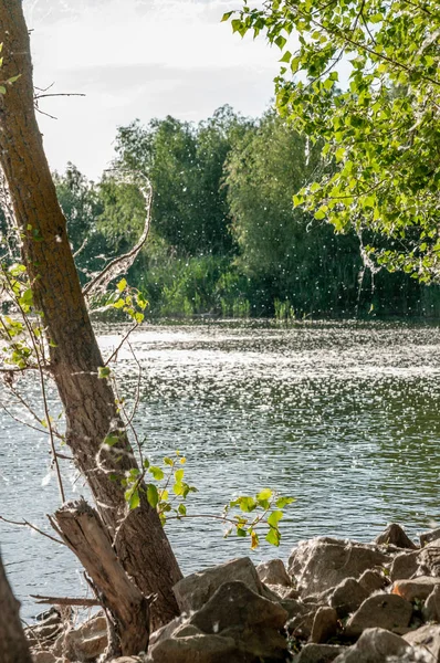 Камни и растения на берегу реки в летний закат — стоковое фото