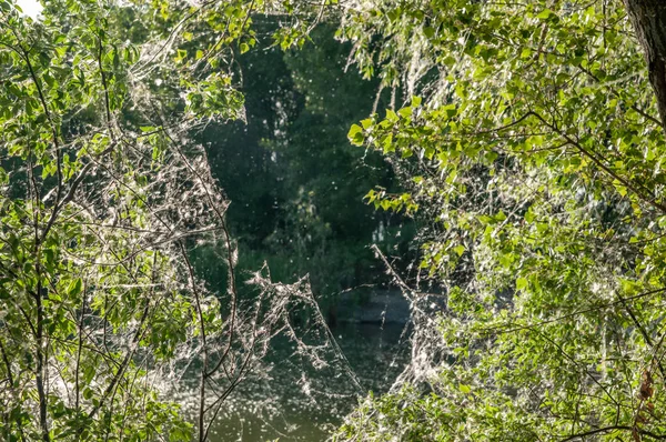 Bir yaz akşamı bir ağacın yaprakları üzerinde örümcek ağı — Stok fotoğraf