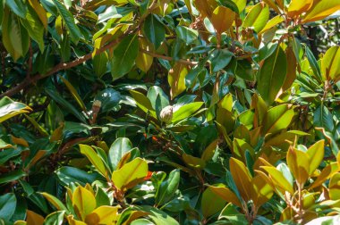 yeşil yaprakları manolya ağacı parlak güneşli gün