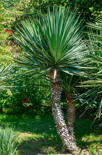 palmiye ağacı ve uzun yaprakları güneşli gün