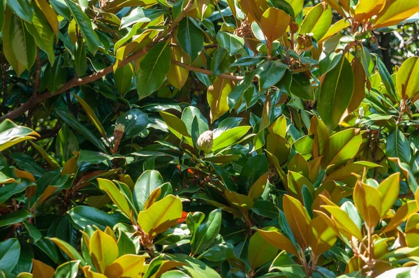 yeşil yaprakları manolya ağacı parlak güneşli gün