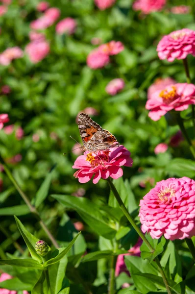 çiçek yatağı, pembe çiçekler ve yeşil çim