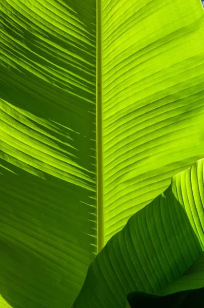 Güneşli bir günde bir muz palmiye ağacının büyük, yeşil yaprakları