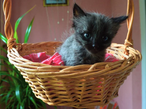 Street Kittens Pannier — Stock Photo, Image