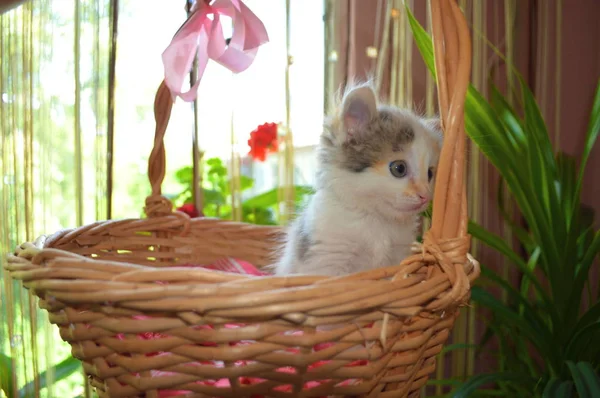 Street Kittens Pannier — Stock Photo, Image