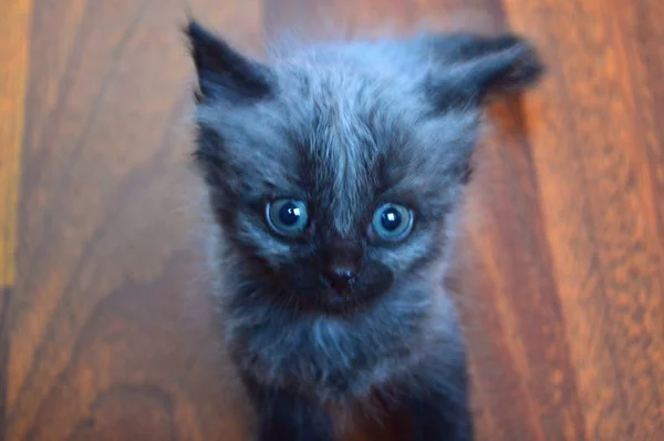 Street Kitten Interesting Color — Stock Photo, Image