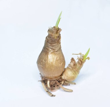 Beyaz arkaplanda Amaryllis Lilly Çiçek Ampulleri