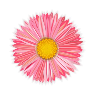 çiçek pembe gerbera