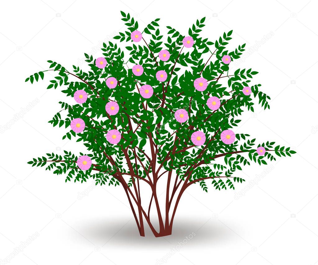 shrubs vector eps2