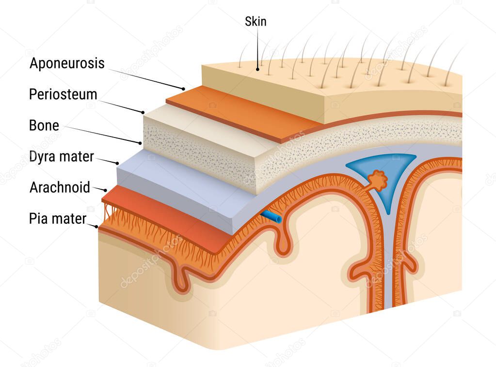 Meninges of the brain