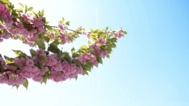 Güzel sakura kiraz çiçek çiçek bahar mavi gökyüzü arka plan üzerinde
