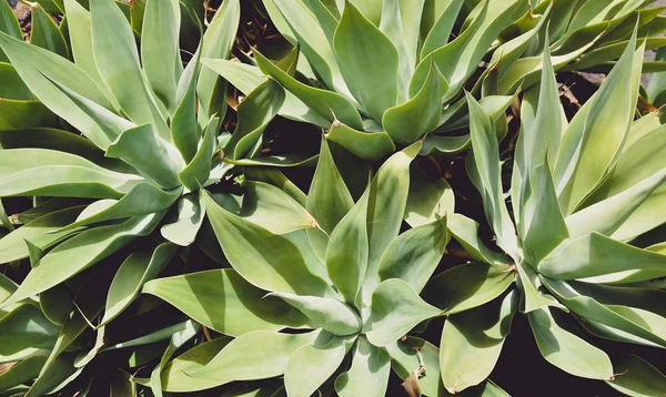 Yeşil Agave bitkisinin closeup görünümü