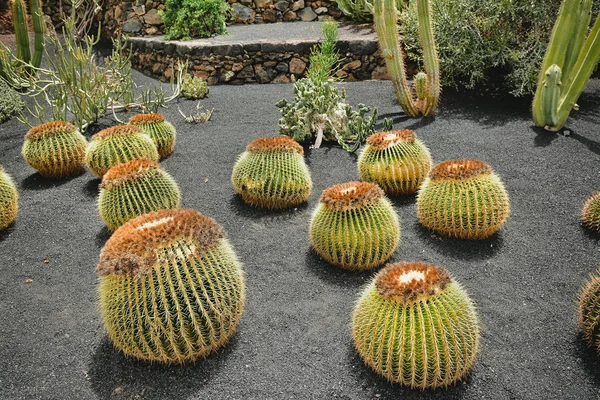 Big round green cacti on dark gravel background