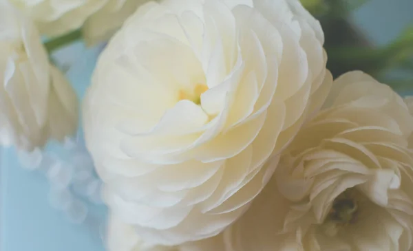 놀라운 라푼 쿨 루스의 근접 사진입니다. 아름다운 꽃의 배경 — 스톡 사진
