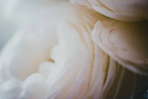 Muhteşem Macro Çiçek Yaprakları Arkaplanı. Fotoğraf ve Film Efekti