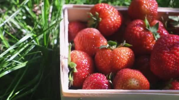 Fresas Ecológicas Naturales Rojas Cesta Sobre Hierba Antecedentes Agrarios Las — Vídeo de stock