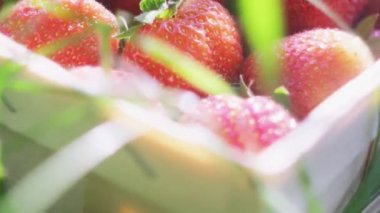 Çimenlikteki sepetteki olgun sulu taze toplanmış çileklerin yakın çekimi. Güzel Tarım Arkaplanı