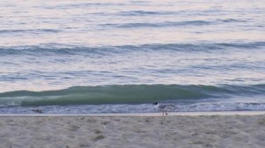 Seagul Uçmaya Başla. Slow Motion 'daki kuşlardan güzel bir kalkış. Güzel Doğa Arkaplanı