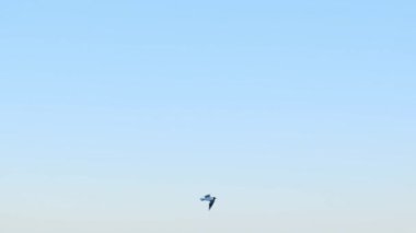 Yalnız bir martı aktif olarak havalanıyor ve gün batımında gökyüzünde kayıyor. Yavaş çekim