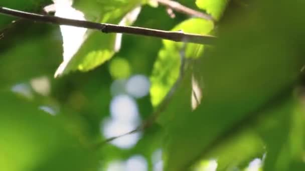 山核桃坚果在树枝上.秋收 — 图库视频影像