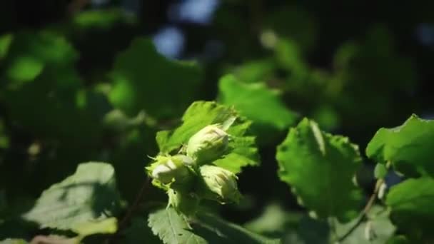 Colheita de avelã e solário. Bela natureza fundo close up 4K UHD vídeo — Vídeo de Stock