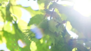 Filbert Fındıklarının Sonbahar Hasadı Güneş Işınlarında Lens Parıltısı ile. İnanılmaz Yeni Doğa Arkaplanı