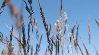 Modern Kahverengi Çimen Rüzgâr Arkaplanda. Mimari arka plan. Doğada Çimen Esintisi Sonbahar Alanı