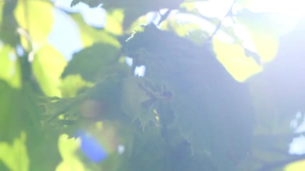 Brown Filbert Nuts Harvest on a Hazelnut Tree and the Sun Rays with Lens Glare. Удивительный новый природный фон — стоковое видео