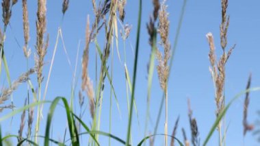 Modern Kahverengi Çimen Rüzgâr Arkaplanda. Mimari arka plan. Doğada Çimen Esintisi Sonbahar Alanı