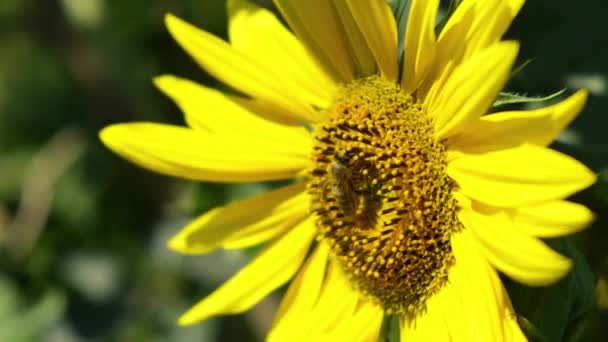 Zonnebloem met werkbijen. Bijen die nectar verzamelen — Stockvideo