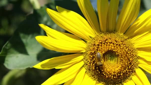 Girasol con abeja trabajadora. Abejas recogiendo néctar, Vista frontal — Vídeo de stock
