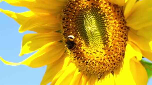 Cabeza de girasol amarillo en el viento con abeja que trabaja recogiendo néctar. Imágenes macro de abejorros y abejas cubiertas con polen en 4K — Vídeos de Stock