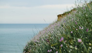 Deniz kıyısındaki Çimlerde Çiçekler