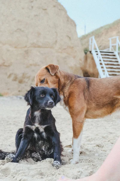 Köpek sevgisi. Kumsalda birbirine aşık iki köpek
