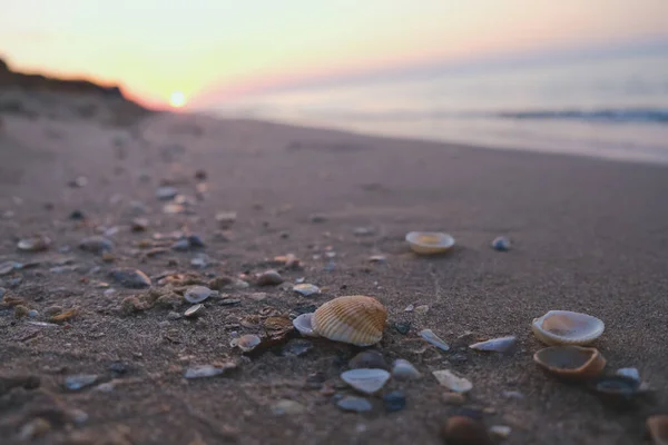 美丽的海滩 有日出背景 把重点放在海贝壳上 太阳升起时沙中的贝壳 — 图库照片