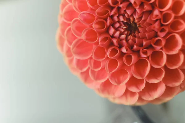 Hermosa flor roja de Georgina Vista de cerca — Foto de Stock