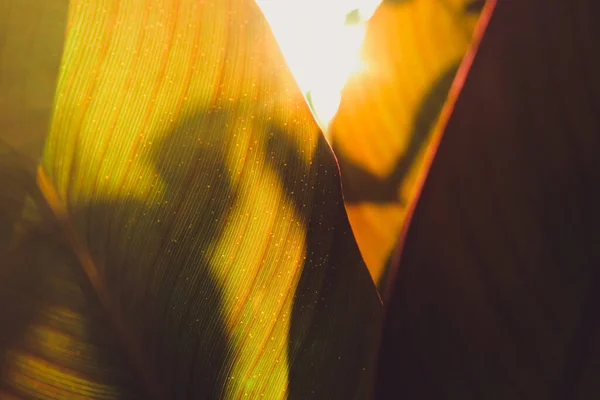 선착장에서 가을 잎을 땄다. 강렬 한 태양이 잎을 통해 빛을 비춘다 — 스톡 사진