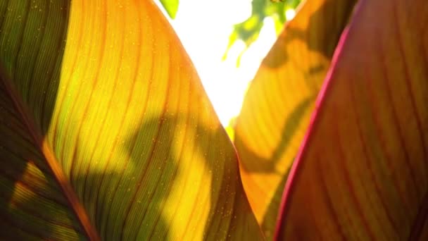 A meleg őszi nap átsüt az arany leveleken — Stock videók