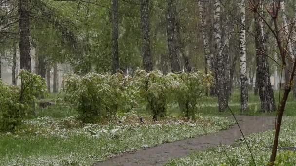 Аномальная погода. Падение снега в парке. Весной снег падает на зеленые деревья. замедленное движение — стоковое видео
