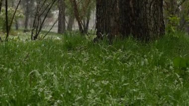 Yeşil çimenlerin üzerinde kar düşüyor. Anormal hava. Düşen kar çim ile bir parkta. ağır çekim
