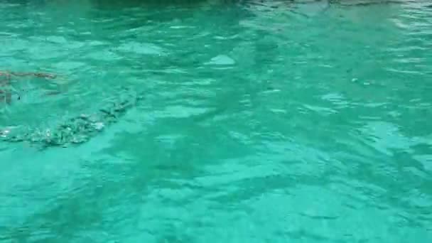 Femme mince en bikini relaxant et nageant dans la piscine de l'hôtel. concept vacances d'été — Video