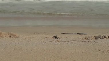 kumlu sahilde dalgalar ile deniz manzarası. bulutlu gökyüzü ve tropikal plaj. yengeçler gezinme ve kıyı