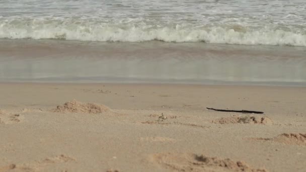 Морской пейзаж с волнами на песчаном берегу. туманное небо и тропический пляж. Крабы ползают вдоль берега — стоковое видео