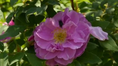 Rose Flower Güneş ışığında çiçeklenme. Çalılar pembe gül çiçek bahçesinde petrol. Gülü. 4k