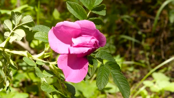 Flor de rosa florescendo na luz do sol. Os arbustos de óleo rosa aumentaram flores em um jardim. Rosa de chá. 4K — Vídeo de Stock