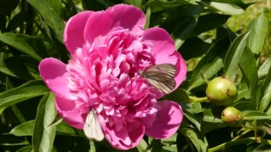 Çay yakın çekim bud güneş ışığı çiçek açan çiçek gül. Çalılar pembe gül çiçek bahçesinde petrol. 4k