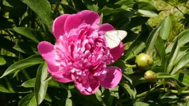 çay yakın çekim bud güneş ışığı çiçek açan çiçek gül. Çalılar pembe gül çiçek bahçesinde petrol. ağır çekim