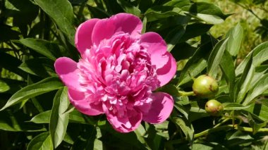 çay yakın çekim bud güneş ışığı çiçek açan çiçek gül. Çalılar pembe gül çiçek bahçesinde petrol. ağır çekim